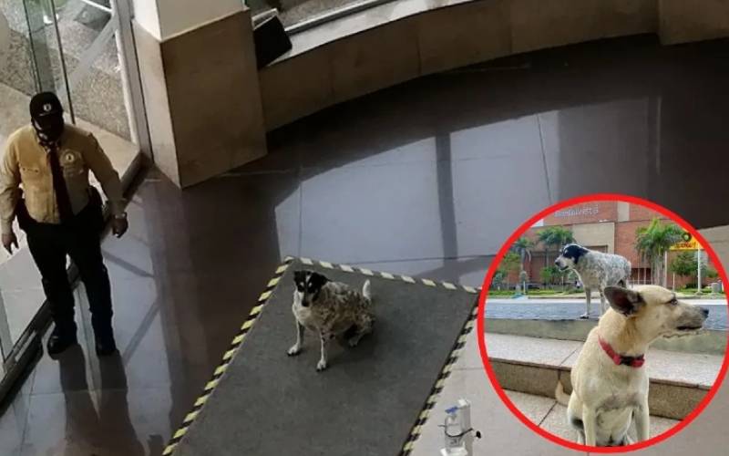 Vigilante de shopping acolhe cachorrinho em dia de chuva Vigilante de shopping acolhe cachorrinho em dia de chuva