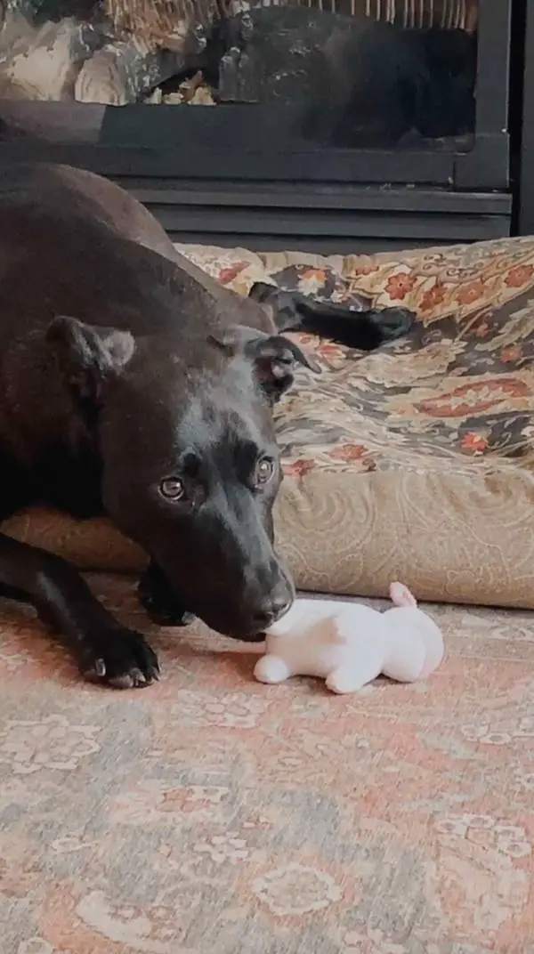 Cachorra apaixonada por unicórnios ganha o melhor presente do mundo Cachorra-apaixonada-por-unicornios-ganha-o-melhor-presente
