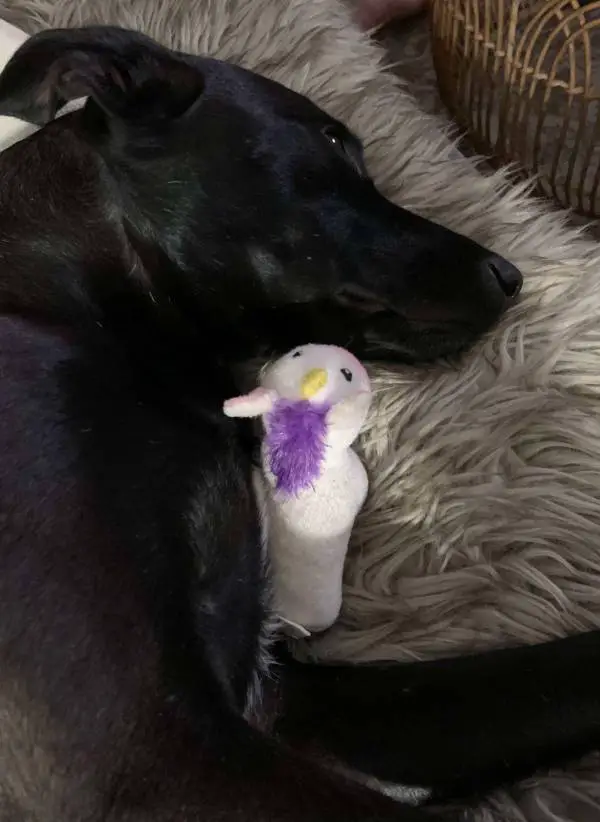 Cachorra apaixonada por unicórnios ganha o melhor presente do mundo Cachorra-apaixonada-por-unicornios-ganha-o-melhor-presente