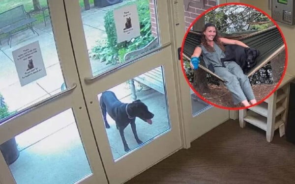 Cachorra foge de casa para encontrar a dona no trabalho Cachorra foge de casa para encontrar a dona no trabalho