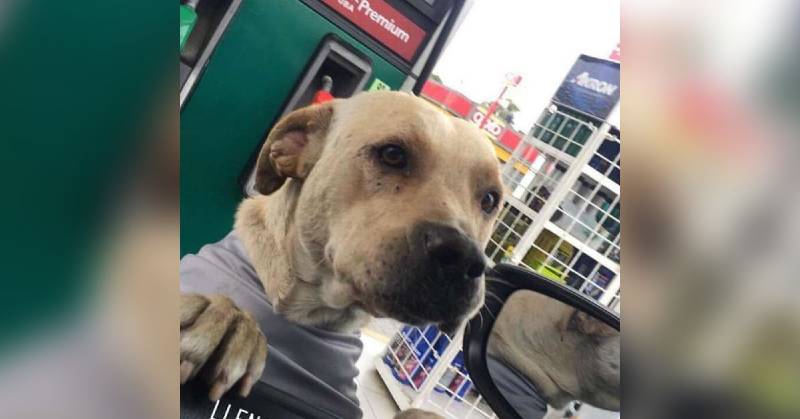 Cachorro adotado por frentistas salva o posto de gasolina durante assalto cachorro-adotado-por-frentistas-salva-o-posto-de-gasolina