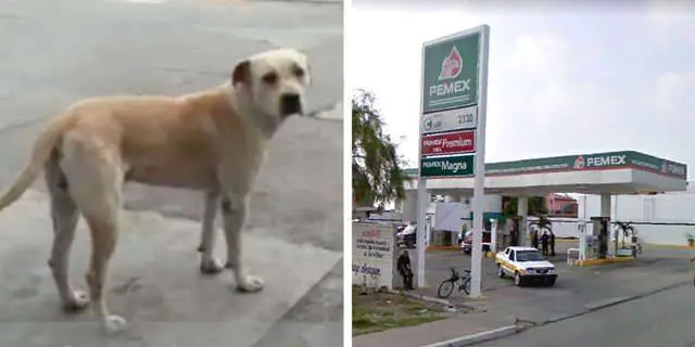 cachorro-adotado-por-frentistas-salva-o-posto-de-gasolina
