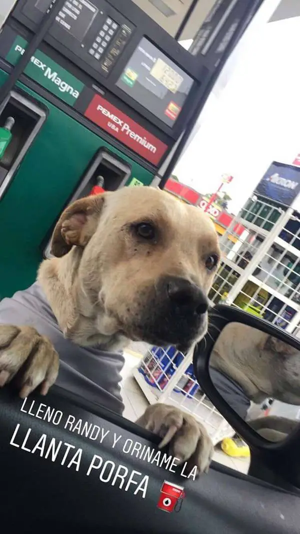 Cachorro adotado por frentistas salva o posto de gasolina durante assalto cachorro-adotado-por-frentistas-salva-o-posto-de-gasolina
