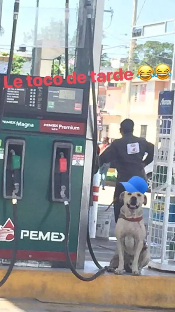 Cachorro adotado por frentistas salva o posto de gasolina durante assalto cachorro-adotado-por-frentistas-salva-o-posto-de-gasolina