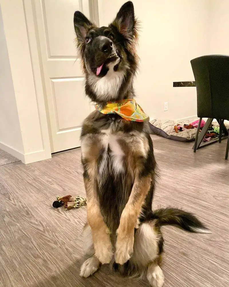 Cachorro desfigurado pela mãe é adotado e se torna terapeuta cachorro-desfigurado-pela-mae-e-adotado-se-torna-terapeuta