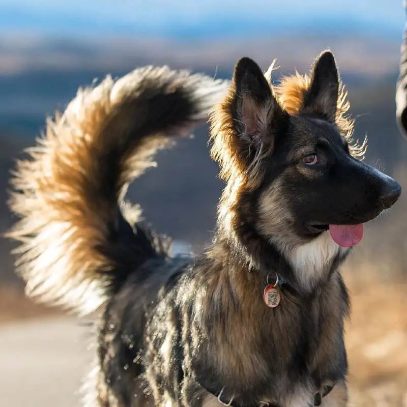 Cachorro desfigurado pela mãe é adotado e se torna terapeuta cachorro-desfigurado-pela-mae-e-adotado-se-torna-terapeuta