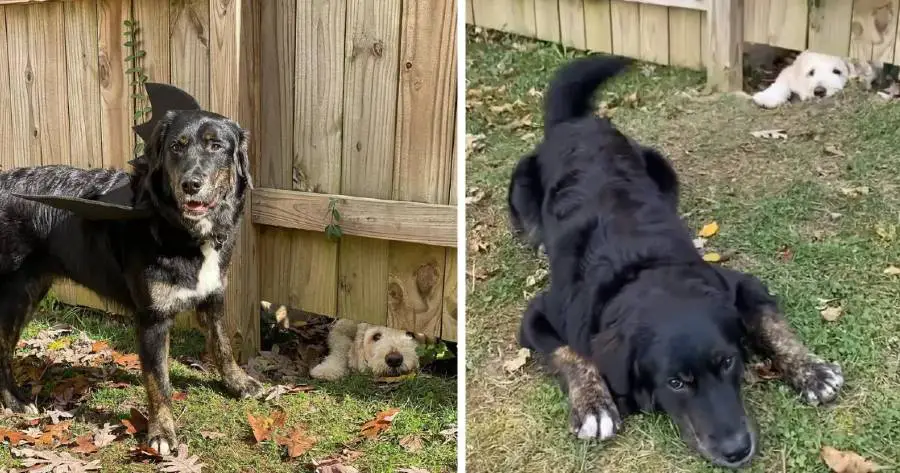 Cachorrinho não permite que uma simples cerca o impeça de conhecer seu vizinho cachorro-fez-tudo-que-podia-para-conhecer-o-vizinho