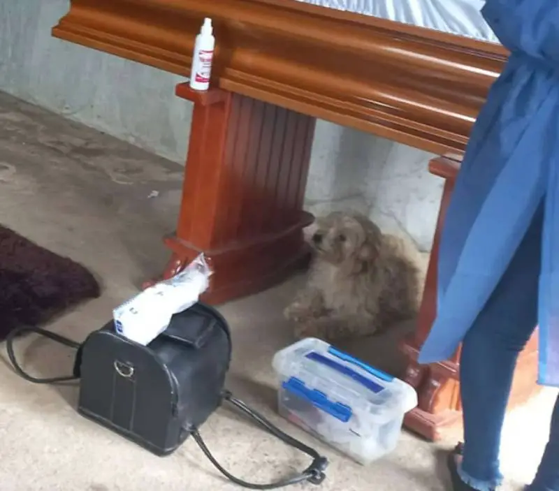 Cachorro fiel ficou ao lado da tutora falecida até o último instante Cachorro fiel ficou ao lado da tutora falecida até o último instante