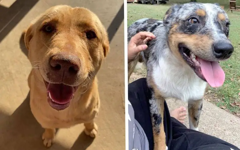 Cachorro incendiado retira curativos e volta a enxergar Cachorro incendiado retira curativos e volta a enxergar