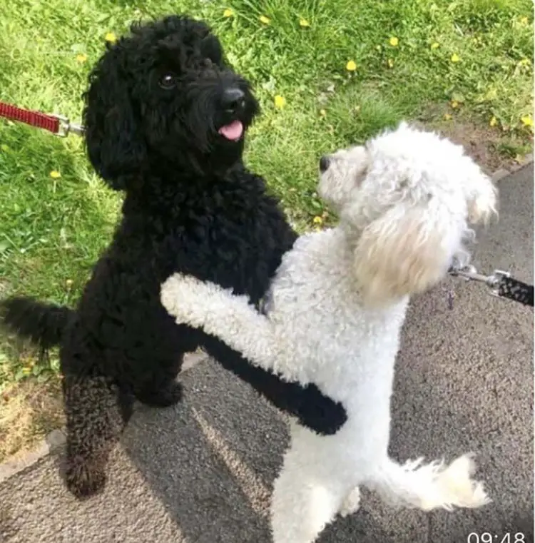 Dois cachorros irmãos se encontram e se reconhecem imediatamente Dois cachorros irmãos se encontram e se reconhecem imediatamente