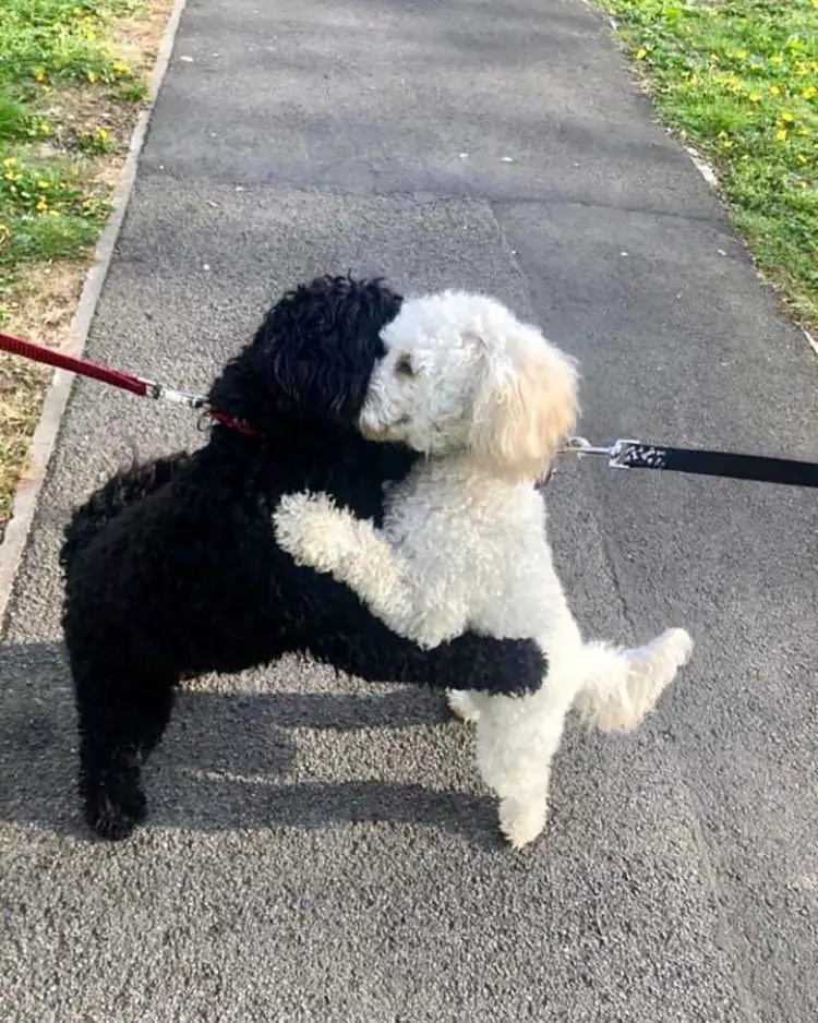 Dois cachorros irmãos se encontram e se reconhecem imediatamente Dois cachorros irmãos se encontram e se reconhecem imediatamente