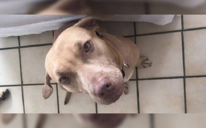 Homem pula cerca para "roubar" cachorro acorrentado e muito doente homem-pula-cerca-para-roubar-cachorro-acorrentado-e-doente