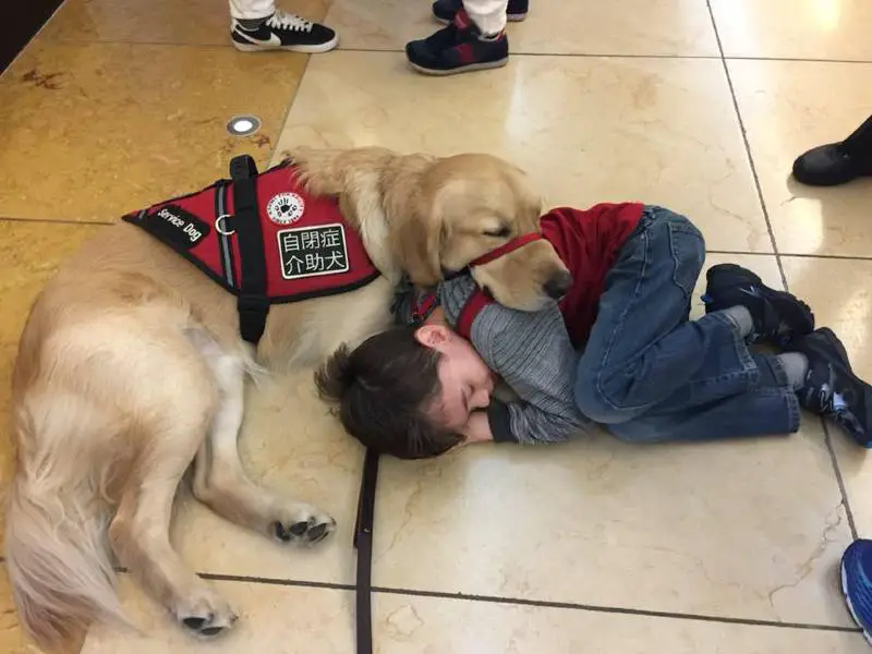 Menino autista não suportava ser tocado até conhecer seu cão de serviço Menino autista não suportava ser tocado até conhecer seu cão de serviço