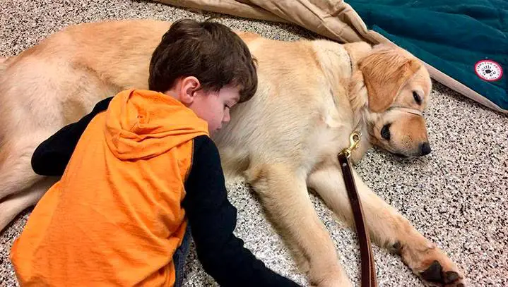 Menino autista não suportava ser tocado até conhecer seu cão de serviço Menino autista não suportava ser tocado até conhecer seu cão de serviço