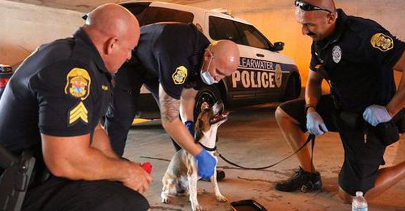 Policiais quebram vidro de carro para salvar cachorro preso que pedia ajuda Policiais quebram vidro de carro para salvar cachorro preso que pedia ajuda