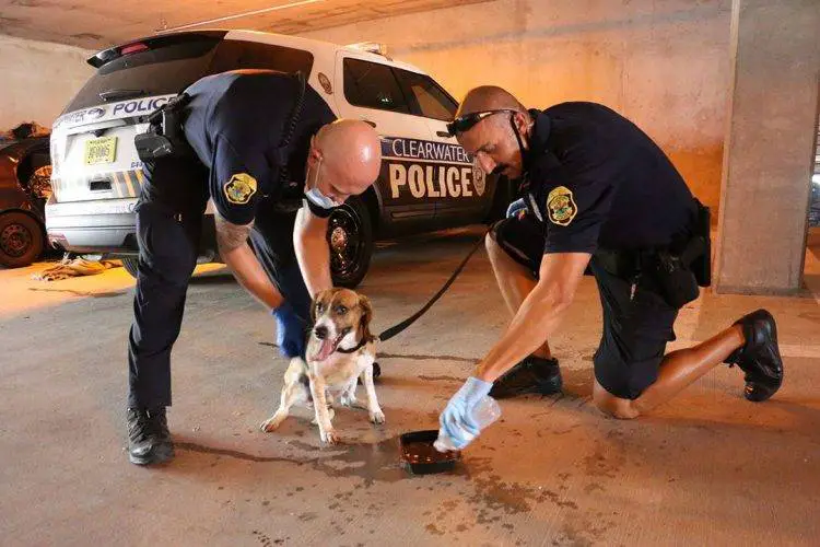 Policiais quebram vidro de carro para salvar cachorro preso que pedia ajuda Policiais quebram vidro de carro para salvar cachorro preso que pedia ajuda