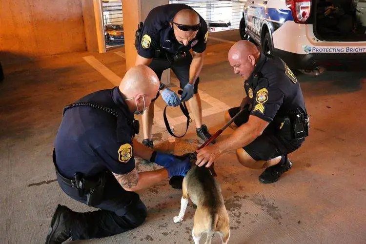 Policiais quebram vidro de carro para salvar cachorro preso que pedia ajuda Policiais quebram vidro de carro para salvar cachorro preso que pedia ajuda
