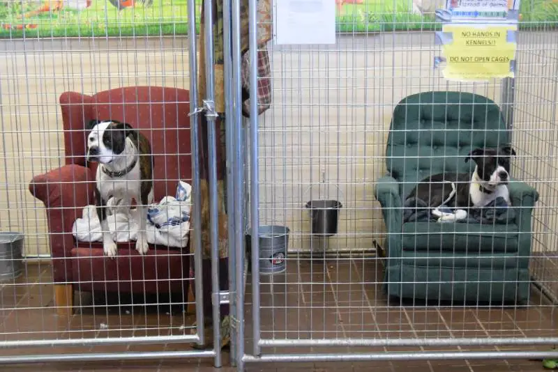 Abrigo oferece poltronas confortáveis para os cães se sentirem em casa abrigo-oferece-poltronas-confortaveis-para-os-caes