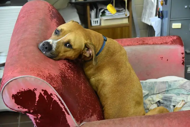 Abrigo oferece poltronas confortáveis para os cães se sentirem em casa abrigo-oferece-poltronas-confortaveis-para-os-caes