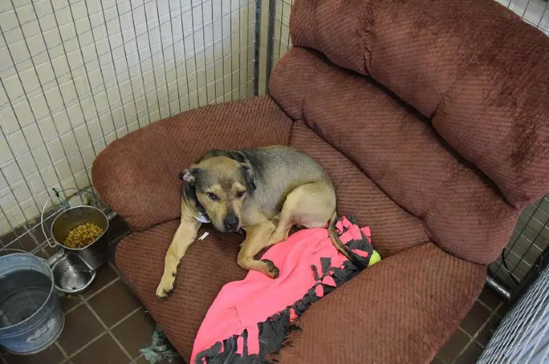 Abrigo oferece poltronas confortáveis para os cães se sentirem em casa abrigo-oferece-poltronas-confortaveis-para-os-caes