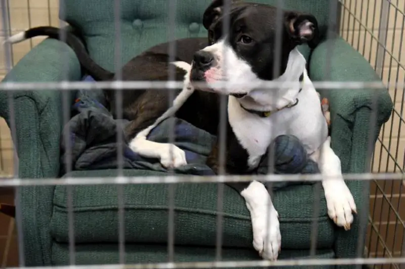 Abrigo oferece poltronas confortáveis para os cães se sentirem em casa abrigo-oferece-poltronas-confortaveis-para-os-caes