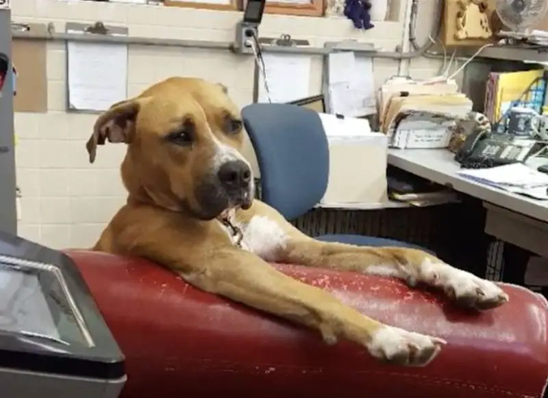 Abrigo oferece poltronas confortáveis para os cães se sentirem em casa abrigo-oferece-poltronas-confortaveis-para-os-caes