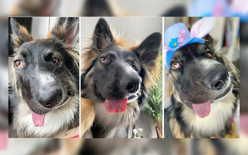 Cachorro desfigurado pela mãe é adotado e se torna terapeuta cachorro-desfigurado-pela-mae-e-adotado-se-torna-terapeuta