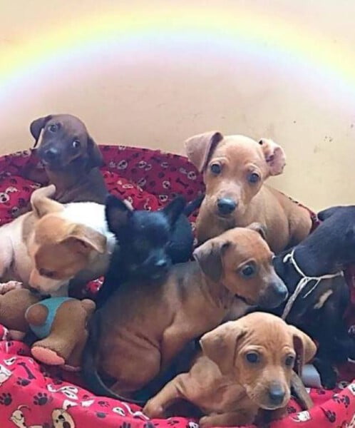 Jovem de 18 anos criou abrigo e já resgatou mais de 20 animais adolescente-cria-abrigo-para-animais