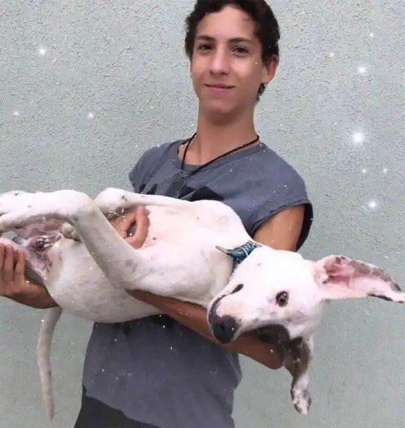 Jovem de 18 anos criou abrigo e já resgatou mais de 20 animais adolescente-cria-abrigo-para-animais