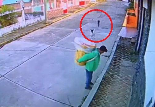 Vendedor ambulante compartilha a sua comida com cães na rua que estavam com fome ambulante-partilha-a-comida-com-caes-de-rua