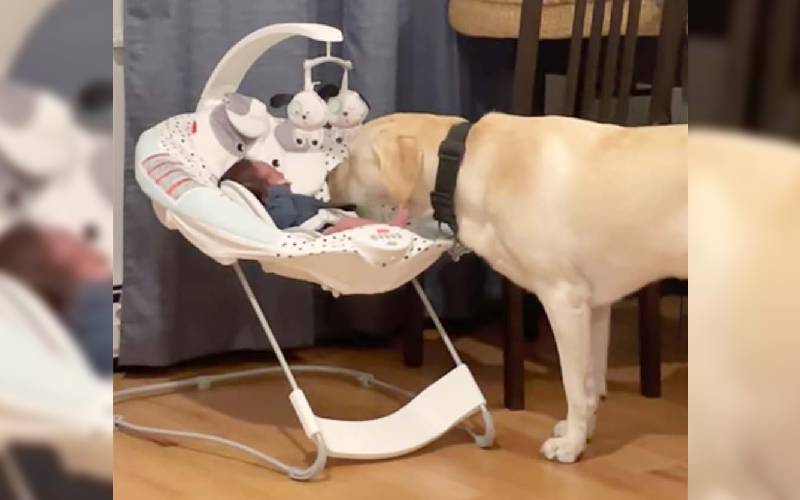 [VÍDEO] Cachorro ouve o bebê chorando e não sai de perto até que ele fique calmo