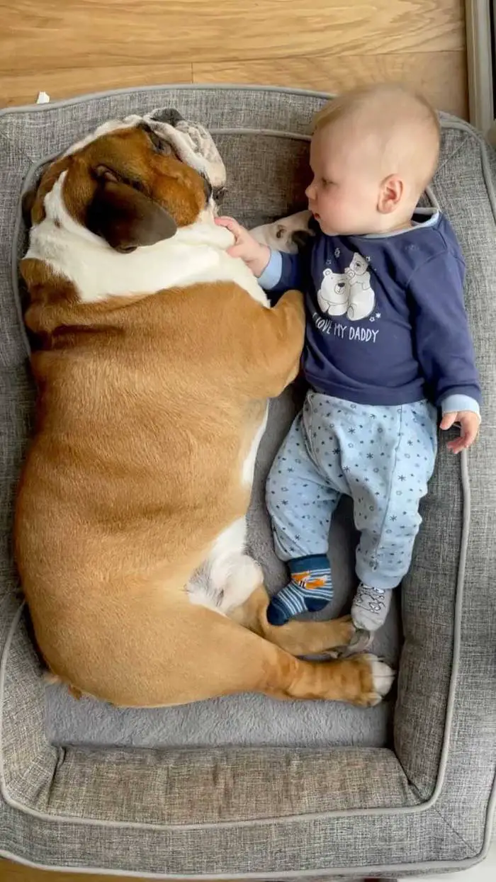 Buldogue se torna o melhor amigo do seu irmãozinho: um bebê humano buldogue-se-torna-o-melhor-amigo-do-seu-irmaozinho
