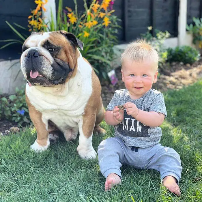 Buldogue se torna o melhor amigo do seu irmãozinho: um bebê humano buldogue-se-torna-o-melhor-amigo-do-seu-irmaozinho