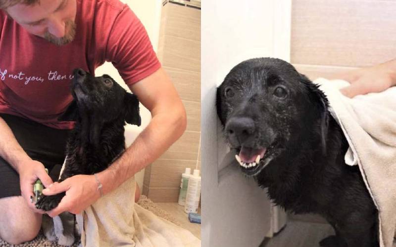Cachorra abandonada em um saco plástico volta a sorrir cachorra-abandonada-em-um-saco-volta-a-sorrir