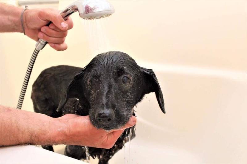 Cachorra abandonada em um saco plástico volta a sorrir cachorra-abandonada-em-um-saco-volta-a-sorrir