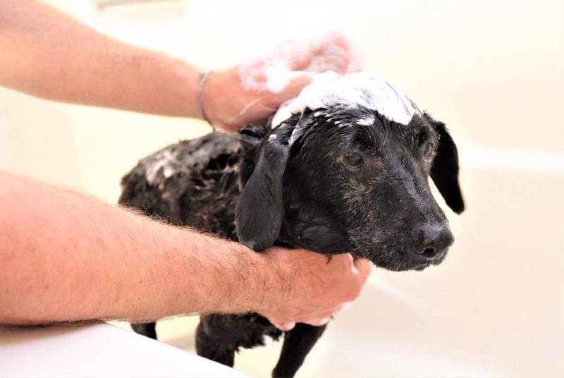 Cachorra abandonada em um saco plástico volta a sorrir cachorra-abandonada-em-um-saco-volta-a-sorrir