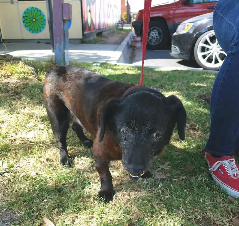 Cachorra abandonada em um saco plástico volta a sorrir cachorra-abandonada-em-um-saco-volta-a-sorrir
