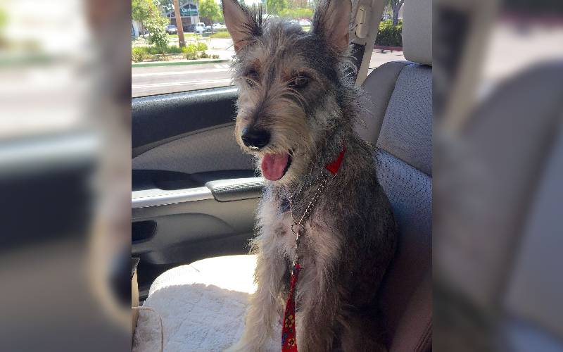 Cachorra acompanha o resgate de cada um dos seus filhotes que nasceram em meio ao abandono cachorra-acompanha-o-resgate-dos-filhotes