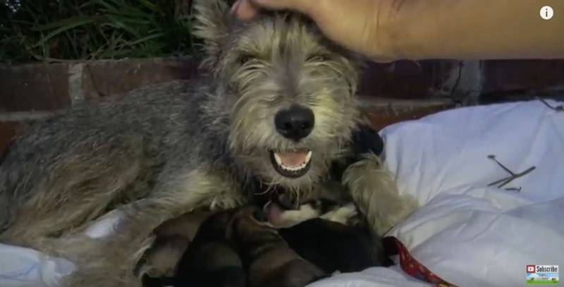 Cachorra acompanha o resgate de cada um dos seus filhotes que nasceram em meio ao abandono cachorra-acompanha-o-resgate-dos-filhotes