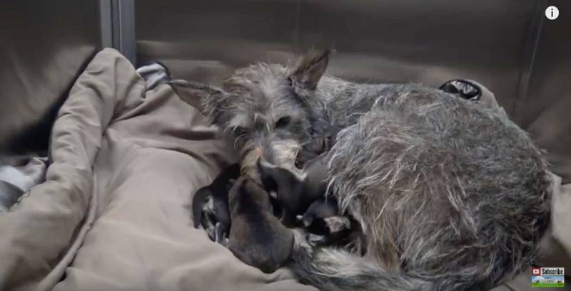 Cachorra acompanha o resgate de cada um dos seus filhotes que nasceram em meio ao abandono cachorra-acompanha-o-resgate-dos-filhotes