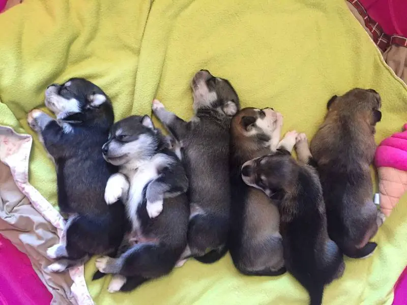 Cachorra acompanha o resgate de cada um dos seus filhotes que nasceram em meio ao abandono cachorra-acompanha-o-resgate-dos-filhotes