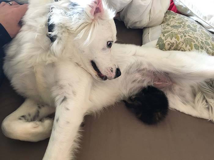 Cachorra encontra gatinho abandonado e o adota Cachorra encontra gatinho abandonado e o adota