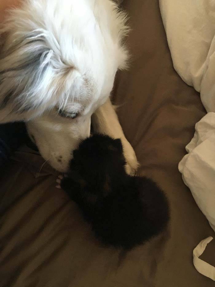 Cachorra encontra gatinho abandonado e o adota