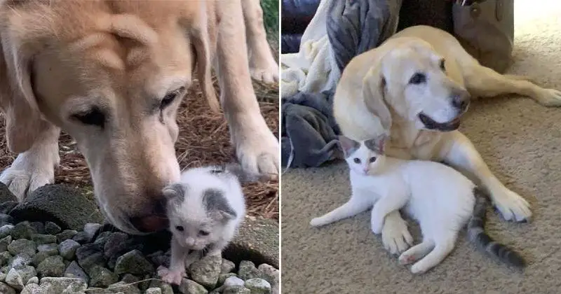Cachorro idoso leva gatinha abandonada para casa e adota como sua filha