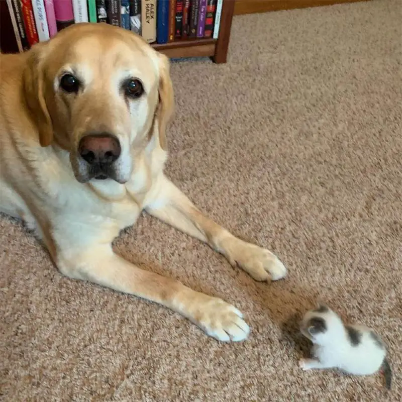 Cachorro idoso leva gatinha abandonada para casa e adota como sua filha Cachorro idoso leva gatinha abandonada para casa e adota como sua filha