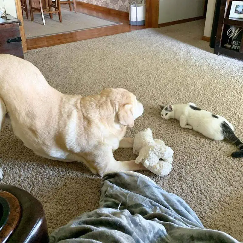 Cachorro idoso leva gatinha abandonada para casa e adota como sua filha Cachorro idoso leva gatinha abandonada para casa e adota como sua filha