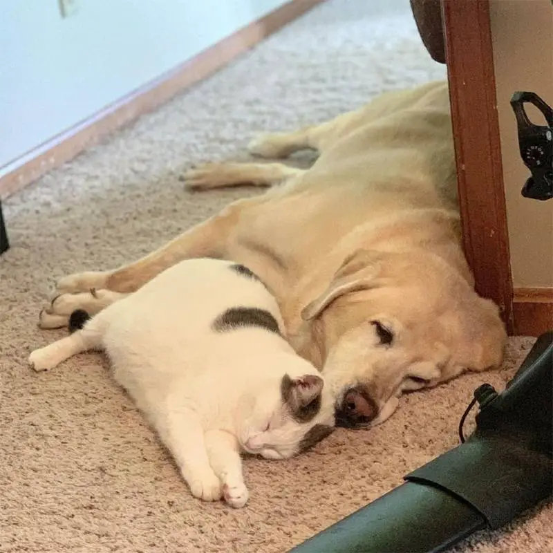 Cachorro idoso leva gatinha abandonada para casa e adota como sua filha Cachorro idoso leva gatinha abandonada para casa e adota como sua filha