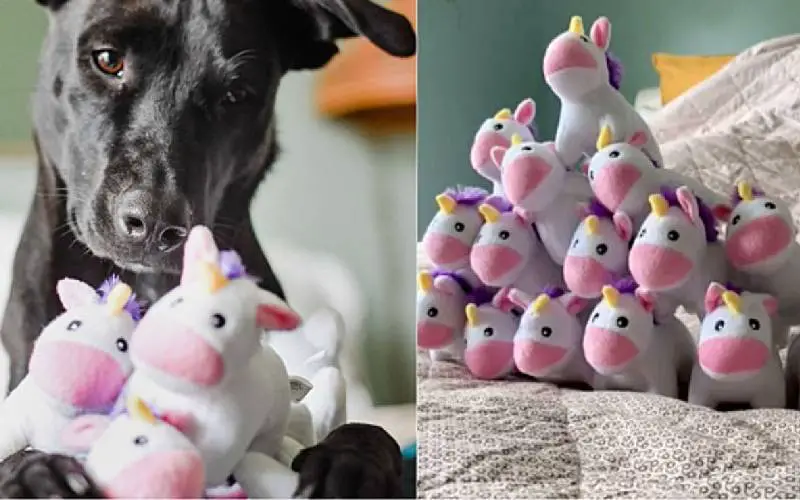 Cachorra apaixonada por unicórnios ganha o melhor presente do mundo Cachorra-apaixonada-por-unicornios-ganha-o-melhor-presente