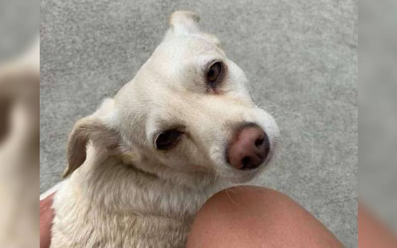 Cachorra finge que está abandonada para receber carinho de pessoas que passam na rua cachorra-aplica-golpes-em-estranhos-para-receber-carinho