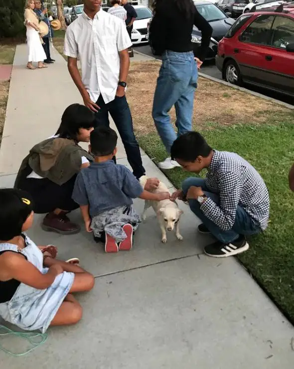 Cachorra finge que está abandonada para receber carinho de pessoas que passam na rua cachorra-aplica-golpes-em-estranhos-para-receber-carinho